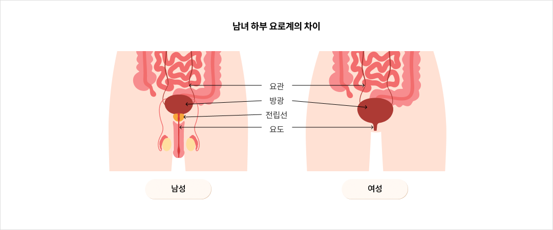 남녀 하부 요로계의 차이