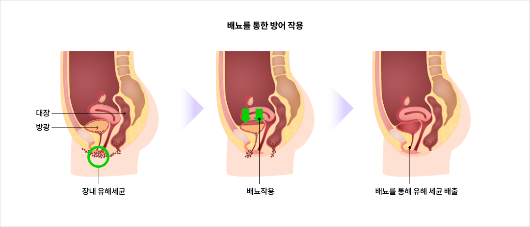 배뇨를 통한 방어 작용