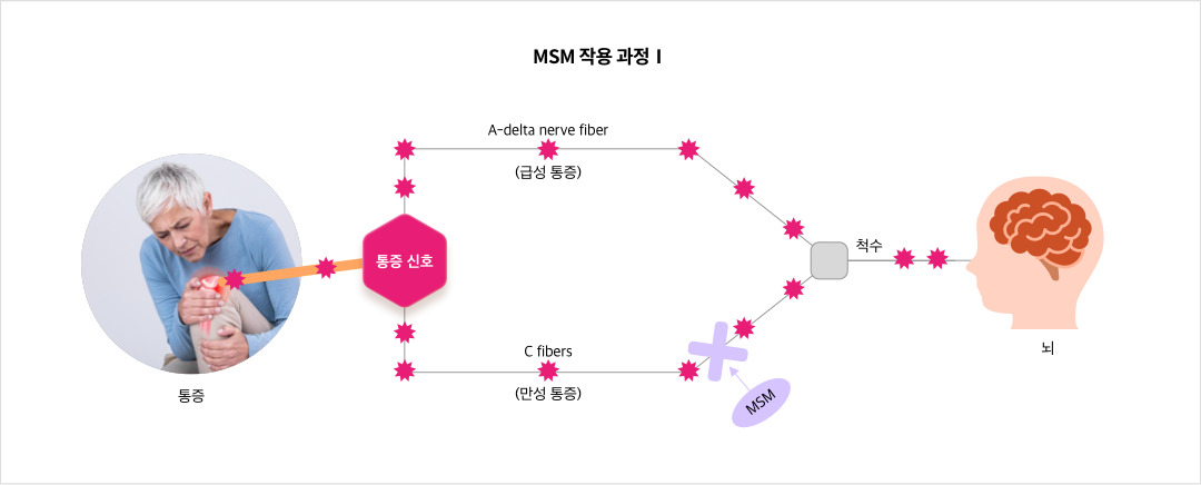 MSM 작용 과정Ⅰ