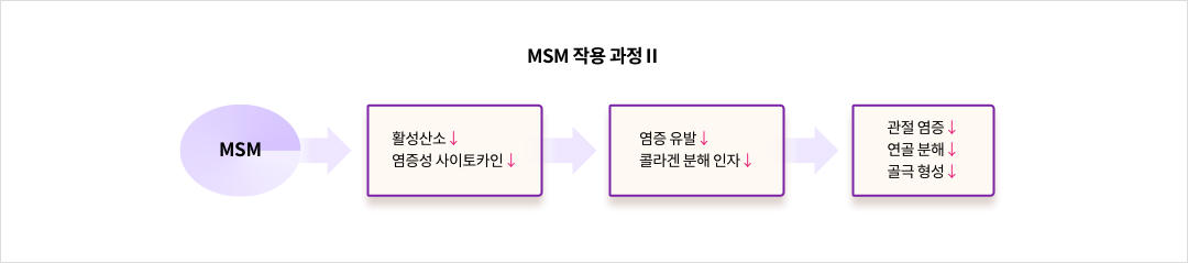 MSM 작용 과정Ⅱ