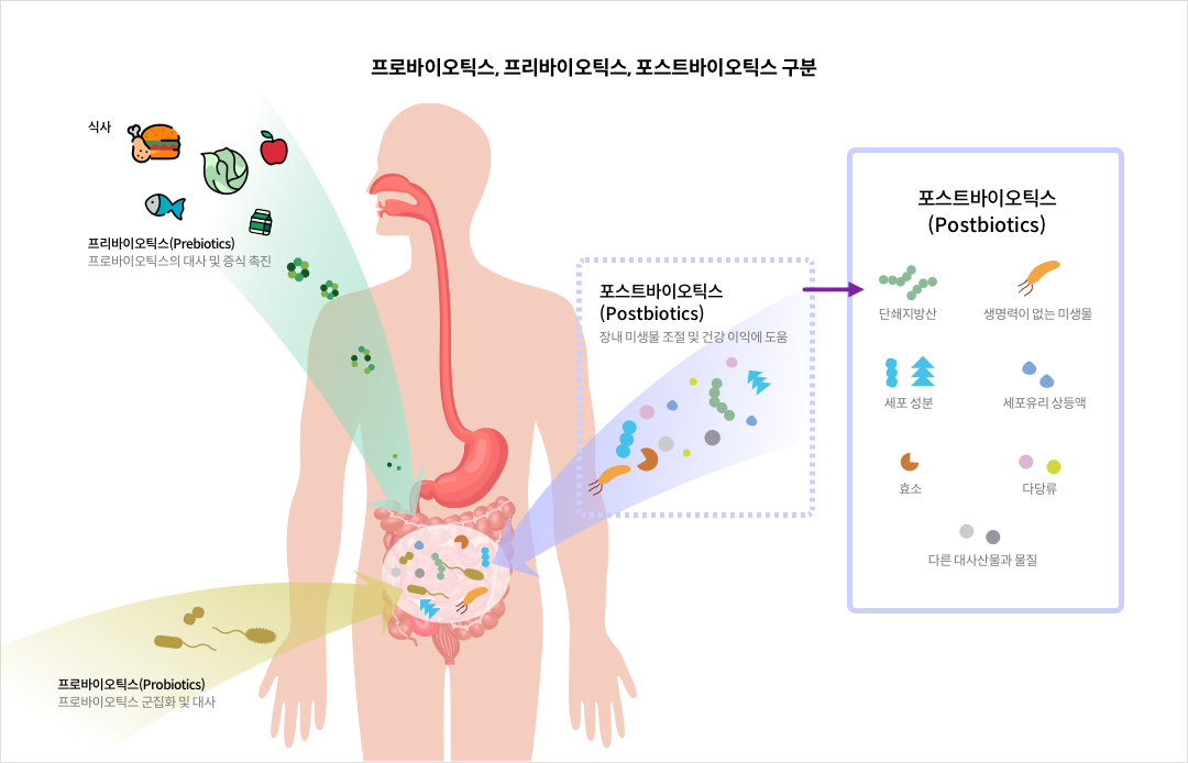 프로바이오틱스, 프리바이오틱스, 포스트바이오틱스 구분