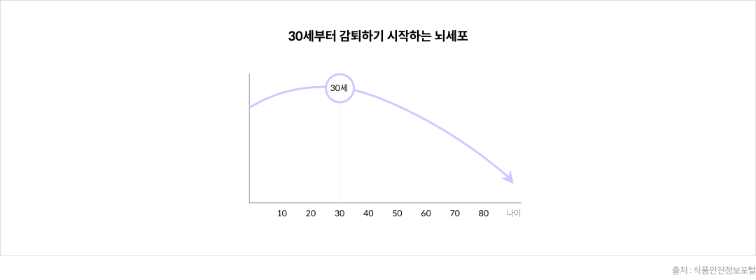 30세부터 감퇴하기 시작하는 뇌세포