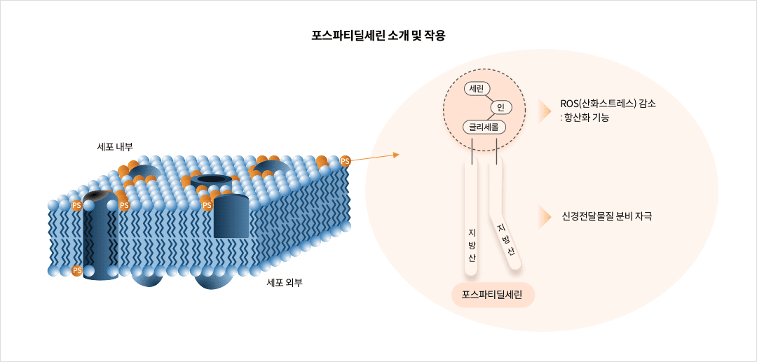 포스파티딜세린 소개 및 작용