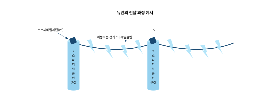 뉴런의 전달 과정 예시