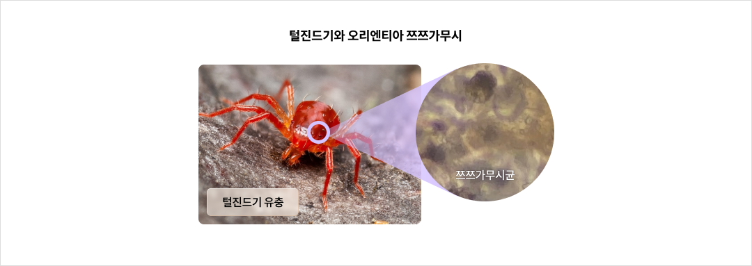 털진드기와 오리엔티아 쯔쯔가무시