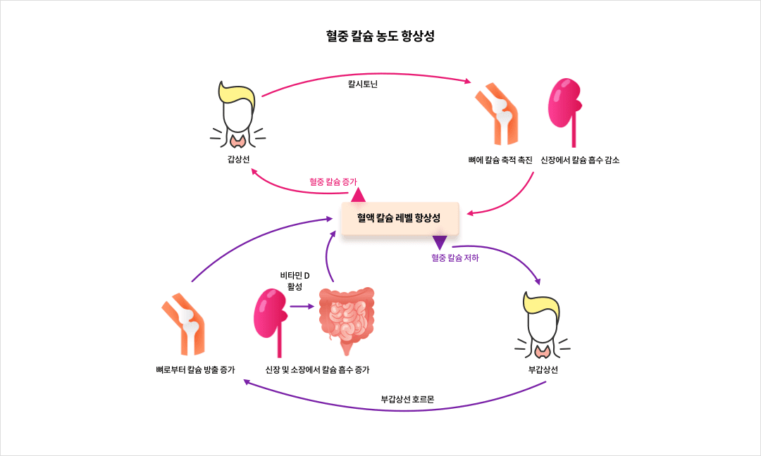 혈중 칼슘 농도 항상성